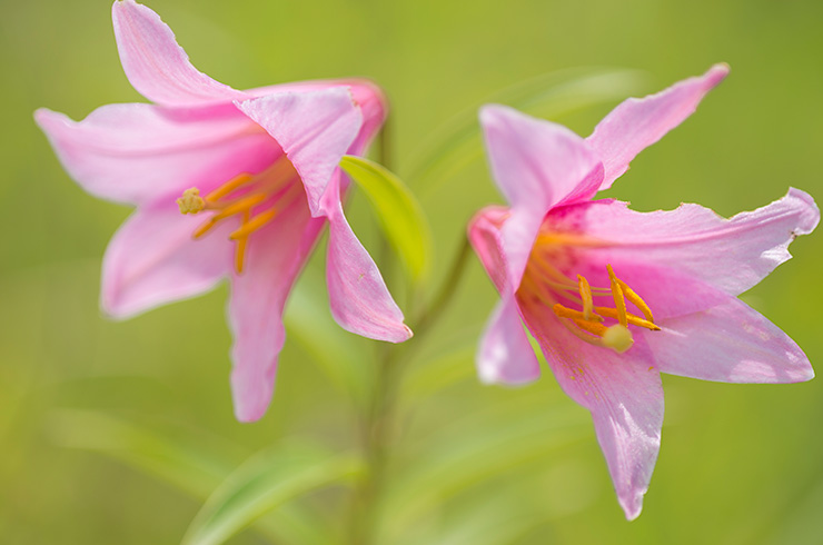 ひめさゆり　画像