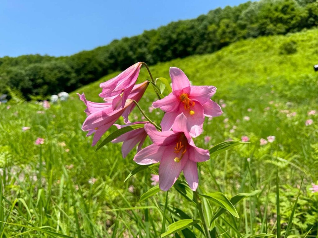 ひめさゆり　画像