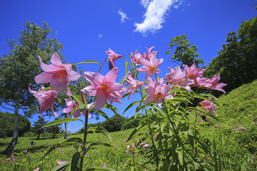 ひめさゆり画像
